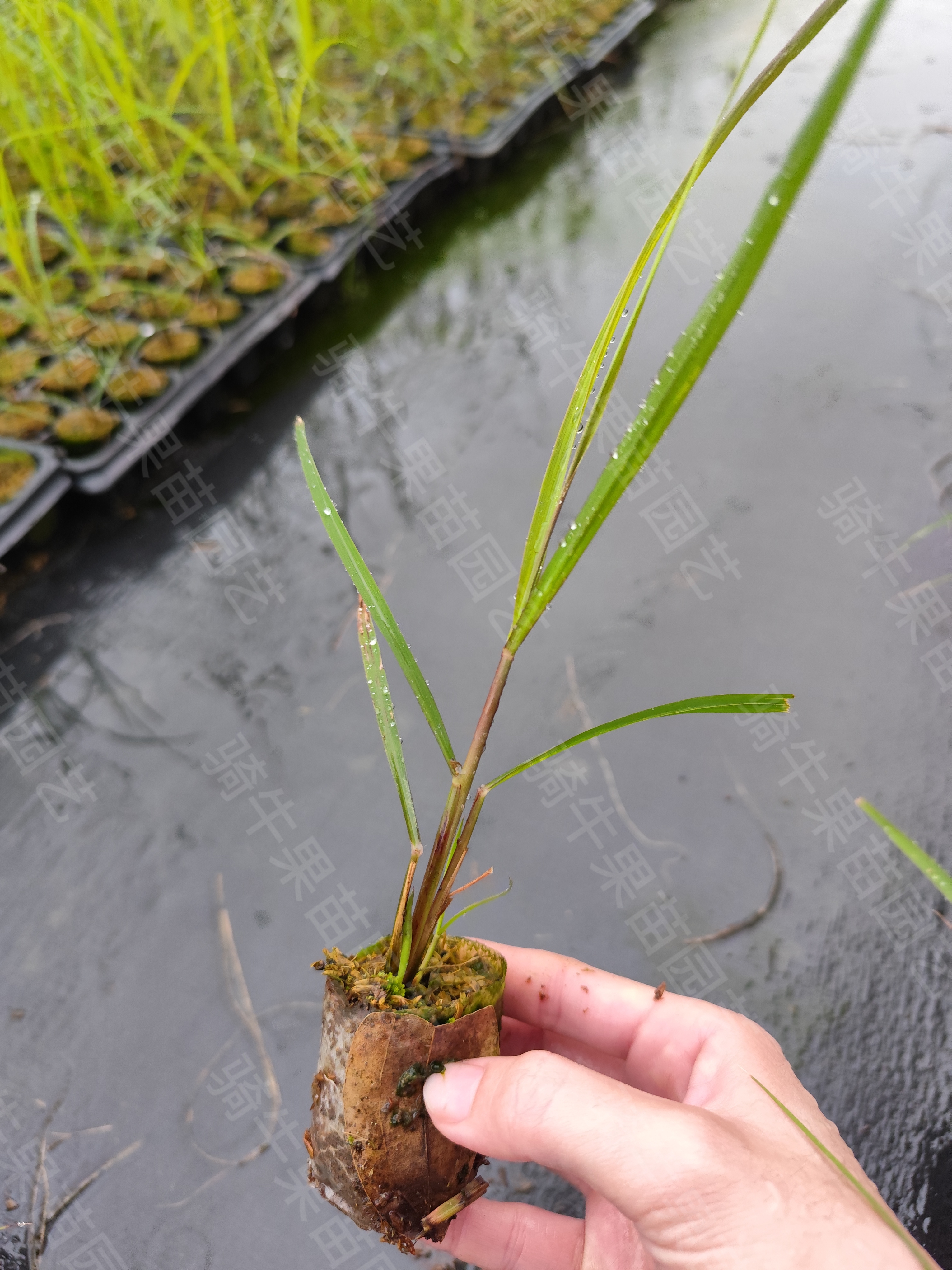 10株黄金脆皮果蔗苗 骑牛热卖