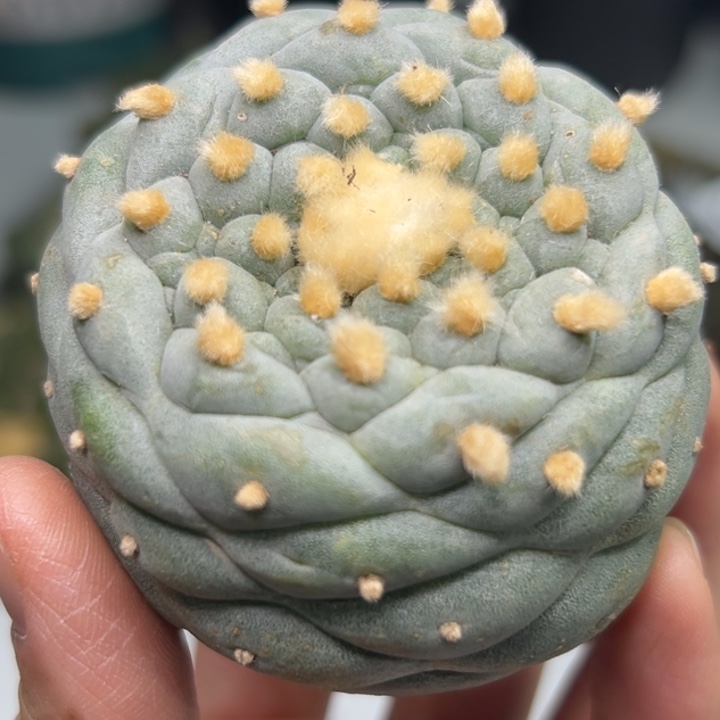 97 无根 仙人球的故事