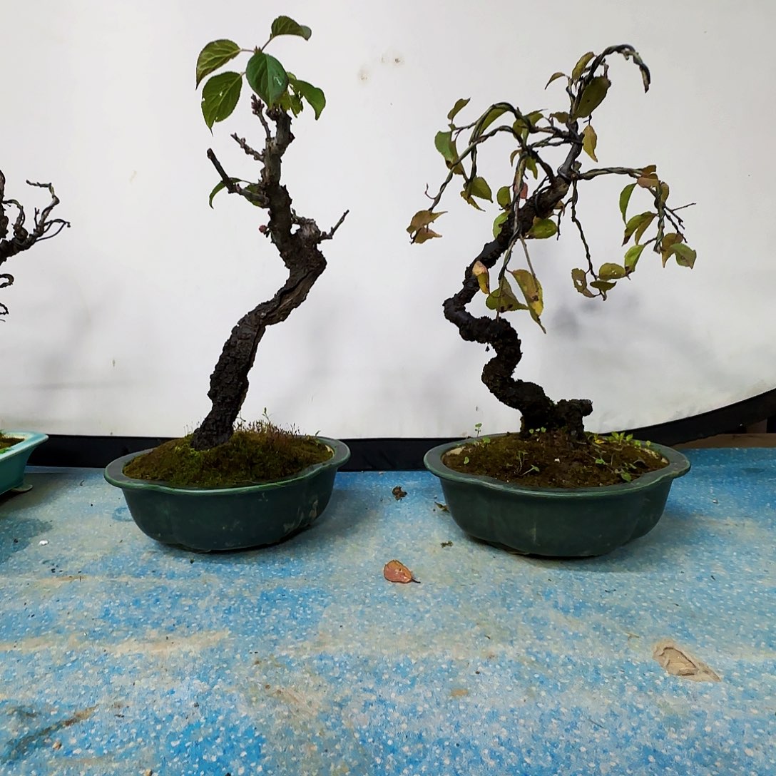 大***猫无花朵的干活季军看看看