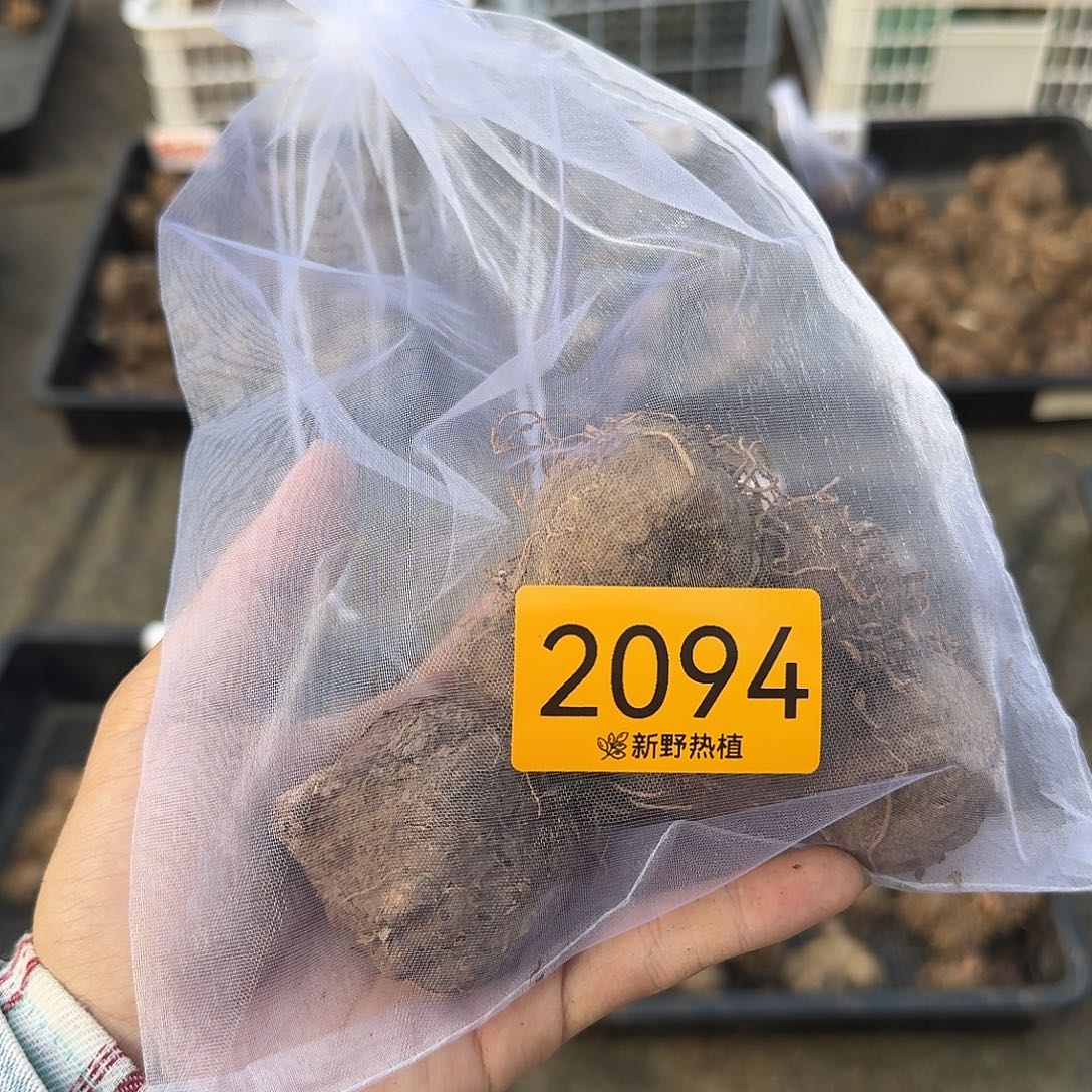 虫***虫完全开放2094丽人，胡椒裸球不售后