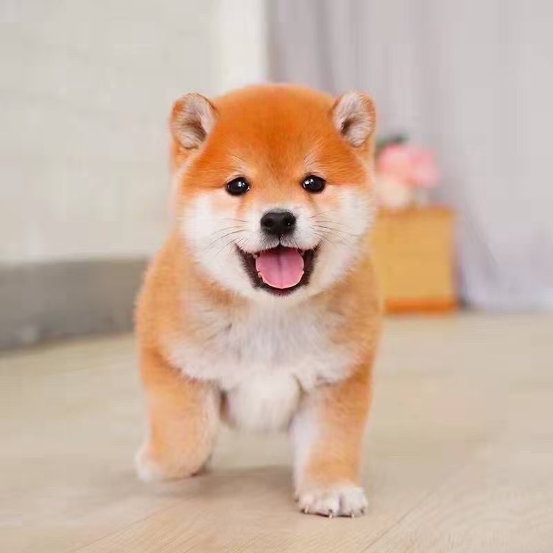 柴犬，豆柴,，黑柴,赤柴,小型宠物狗.健康，纯种，优质售后
