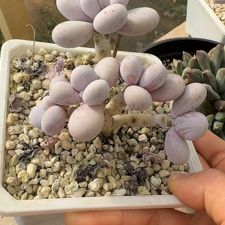 奶酪朵朵多肉植物的