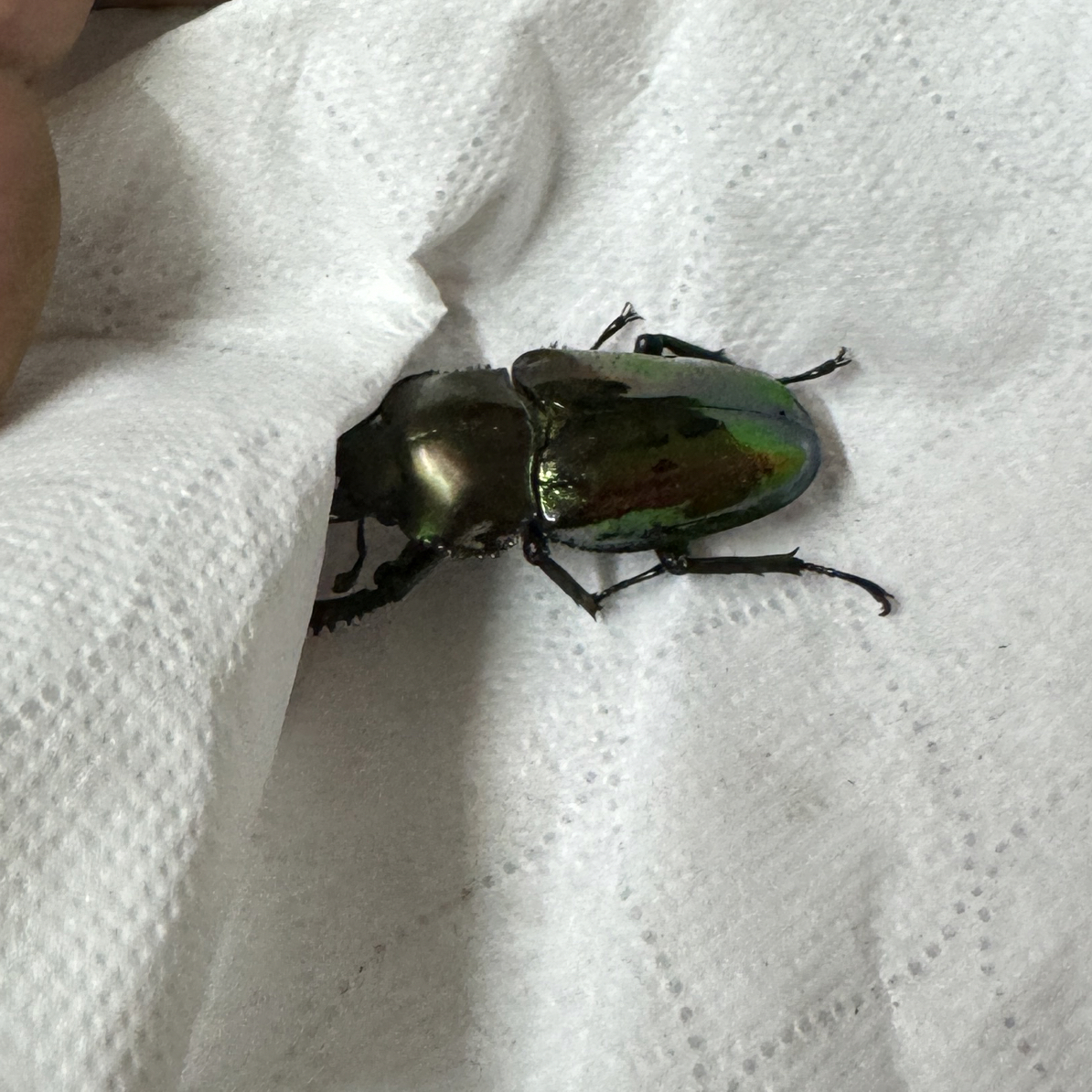 彩虹锹甲 成虫 活体（35号）母 42.96mm