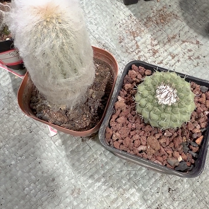 可***事可乐一物一拍包邮