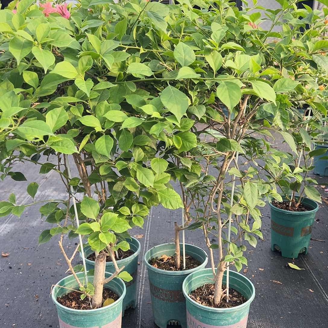 大部分开放少量花苞酒红带竹一颗