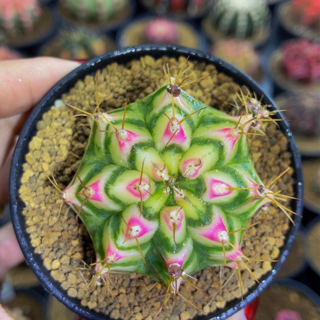 米哈星球0000000000103