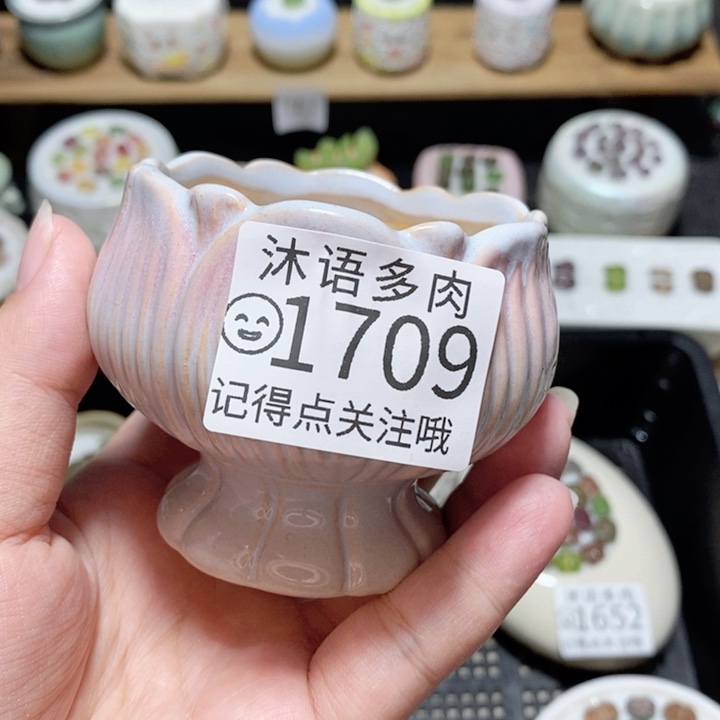 精美盆栽 一物一拍1709