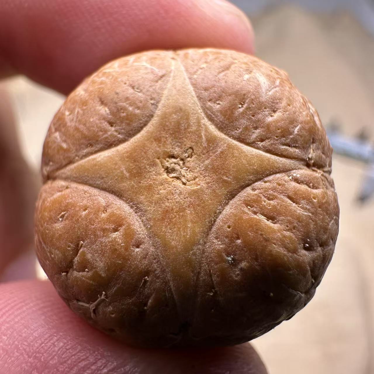 尼泊尔麒麟眼菩提，尺寸24，sss系列，货号S9