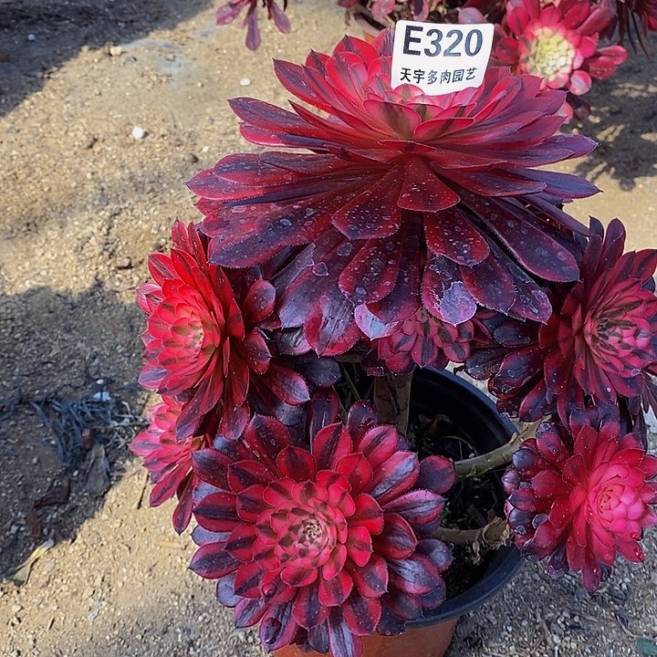 王*赖黑铜白多肉植物320