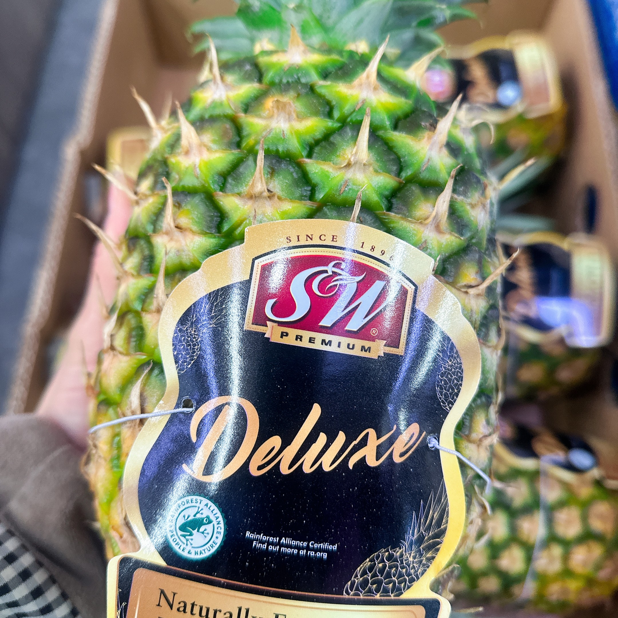 SW凤梨 发一枚整果