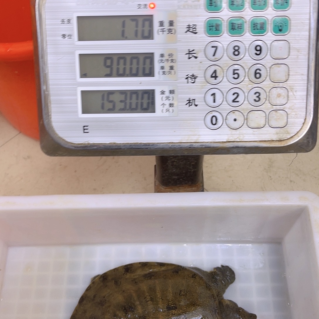 中国大陆野生甲鱼包邮包活