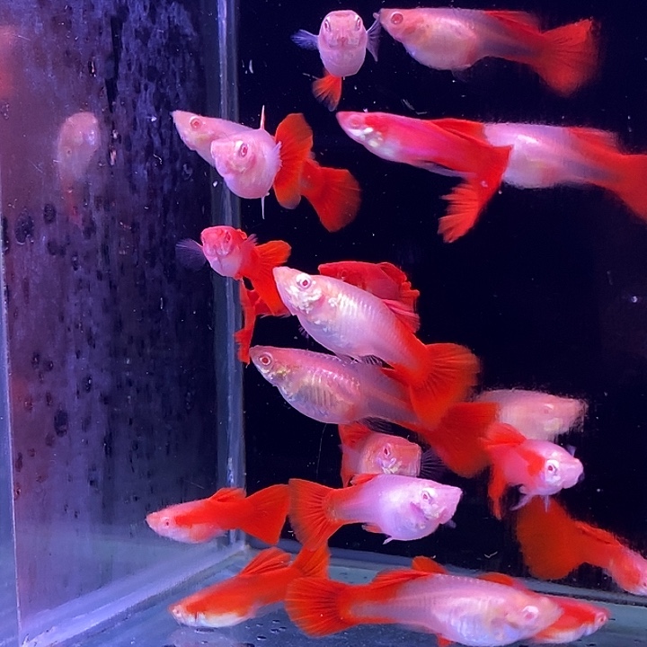 孔雀鱼血红20条孔雀