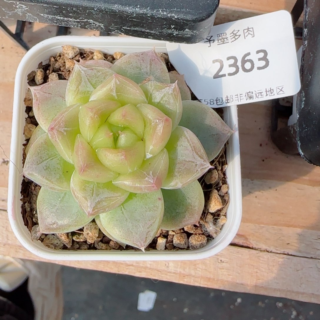 青禾，2363多肉植物