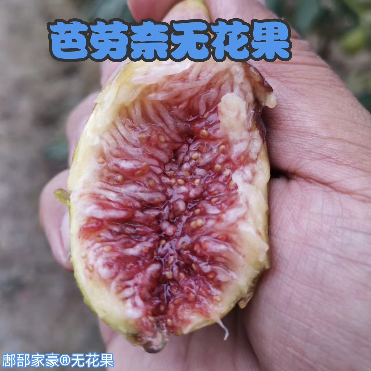 芭劳奈无花果中果46克左右无花果鲜果山东潍坊现摘现发顺丰包邮