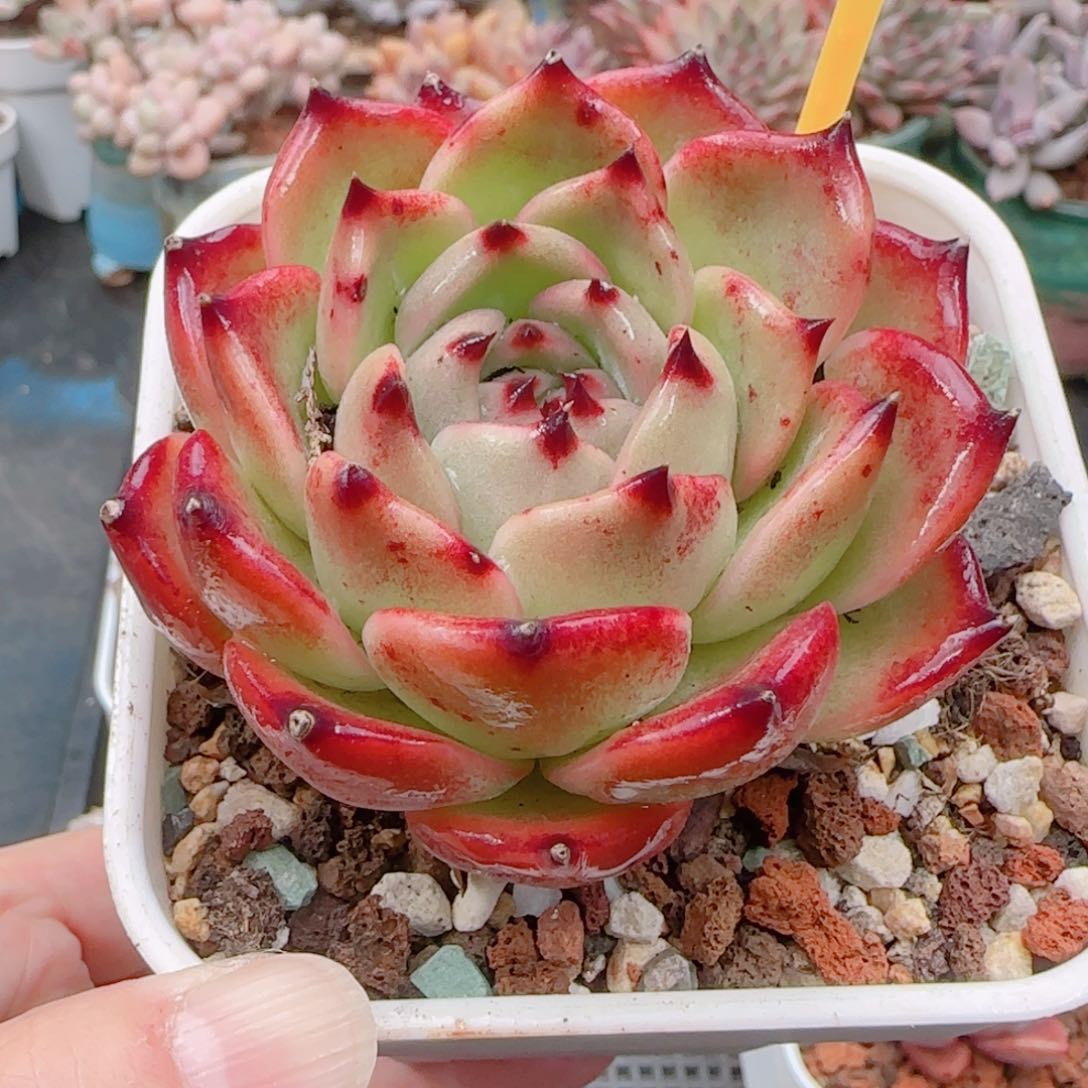 多肉植物8145……………