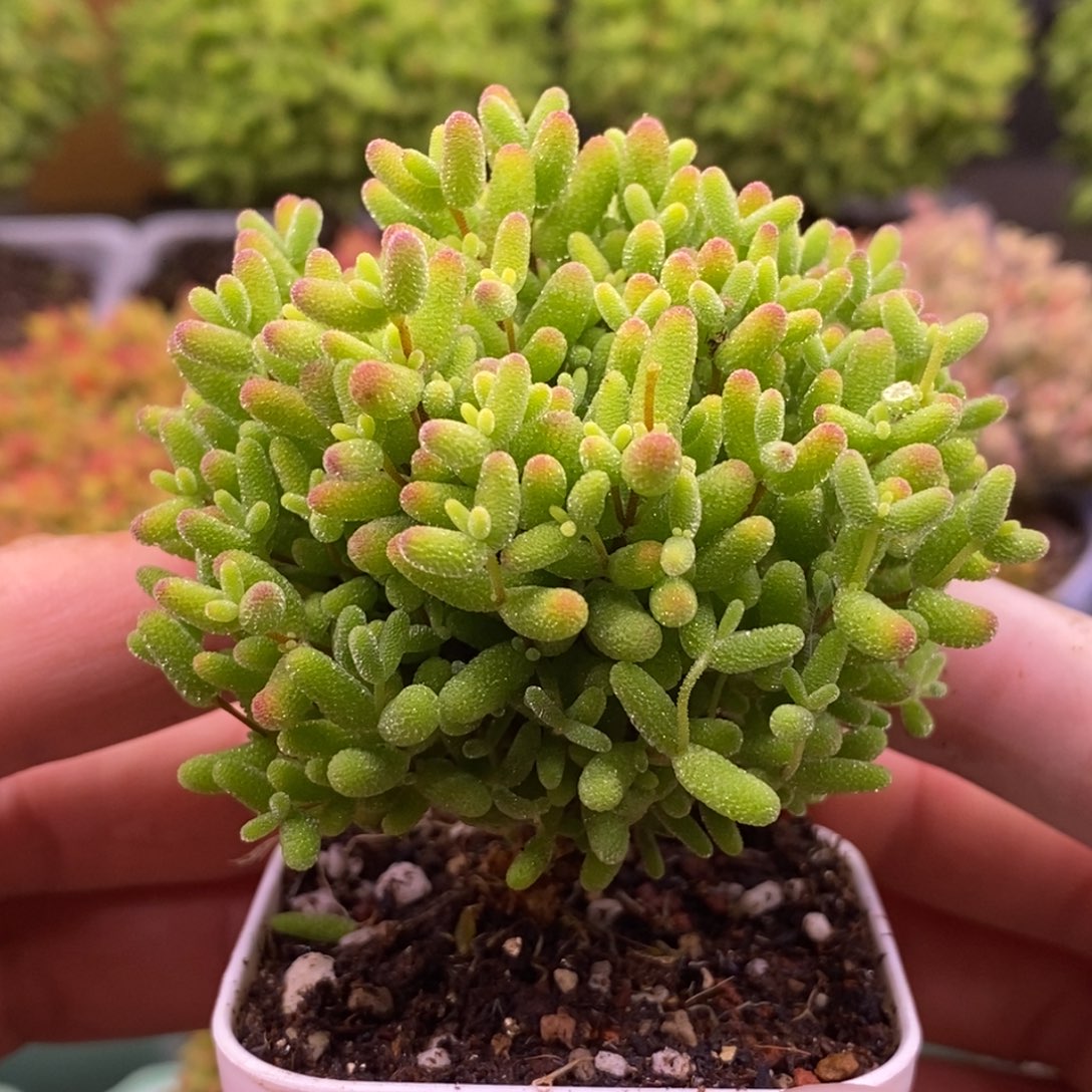 76蜜橘糖球。       