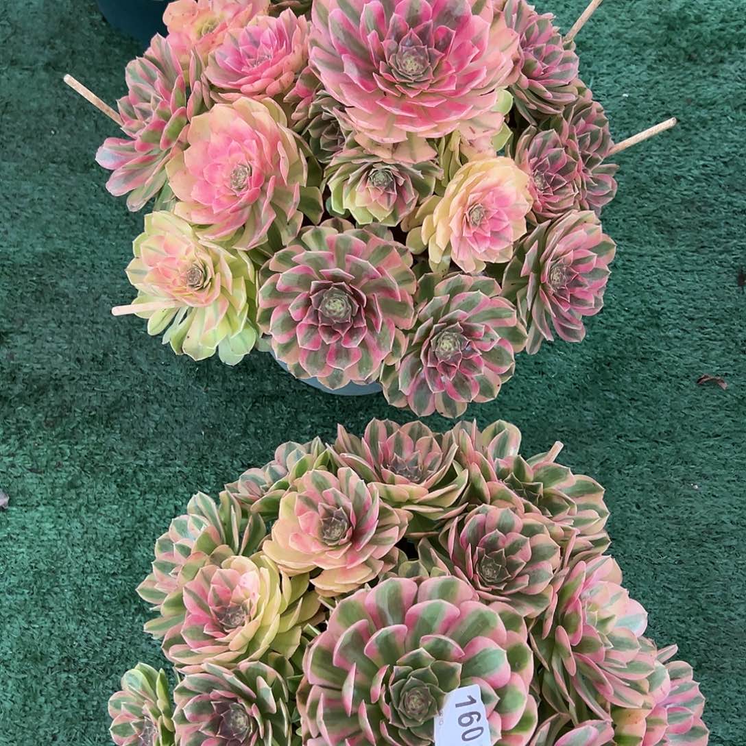 春***。160雨荷多肉植物法师