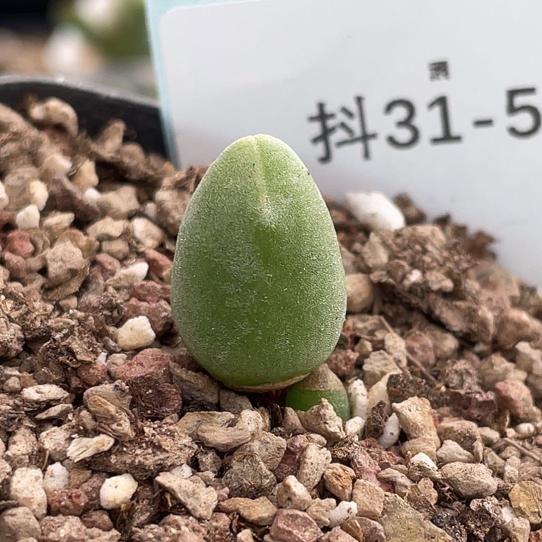 31-56哈默兔子多肉植物