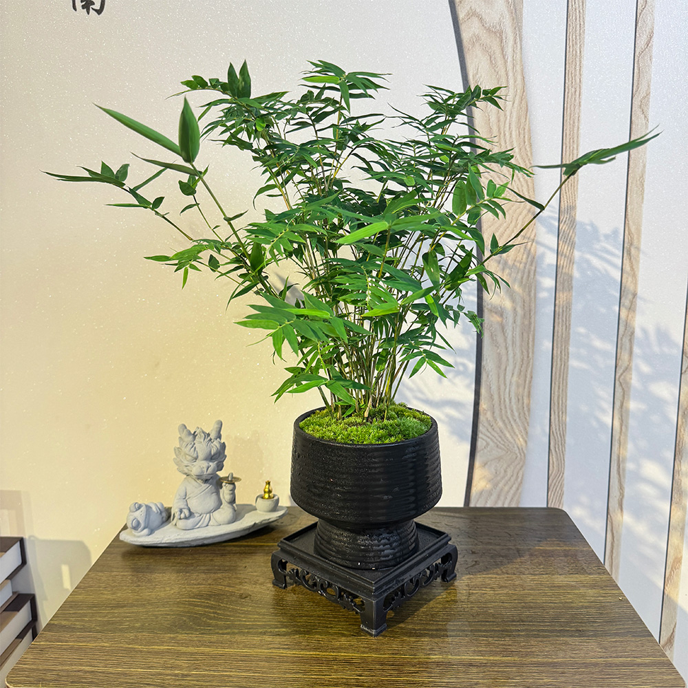 桌面精美绿植观音竹米竹客厅优雅盆景办公室植物禅意中式竹子观赏