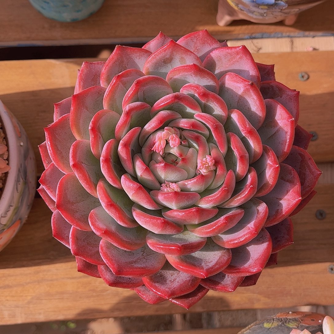 韩版红鸾精品多肉