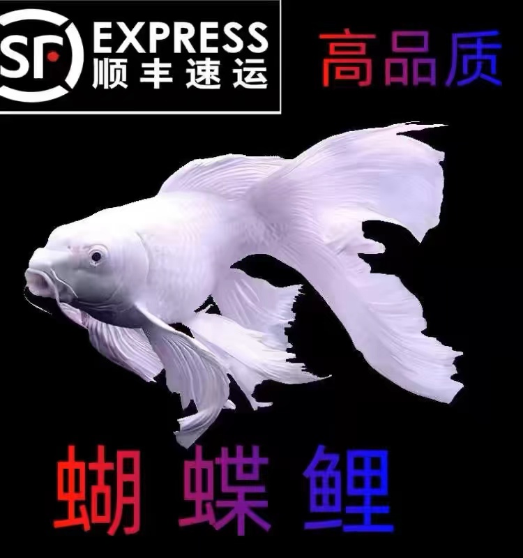 蝴蝶鲤  16-18高品质 白色短球  精品鱼自家渔场好养爱活