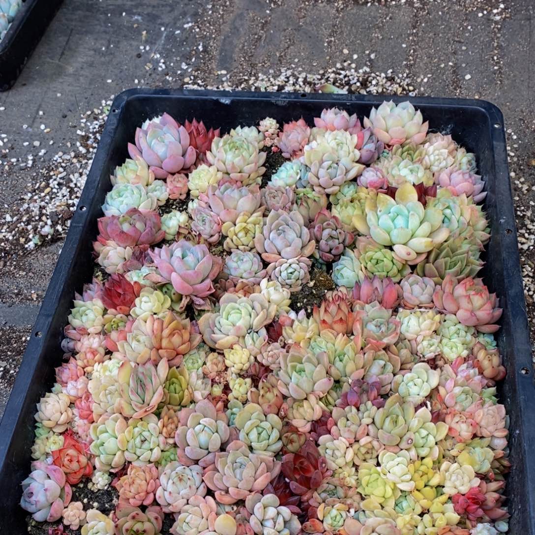 253敌人的人的人生态度