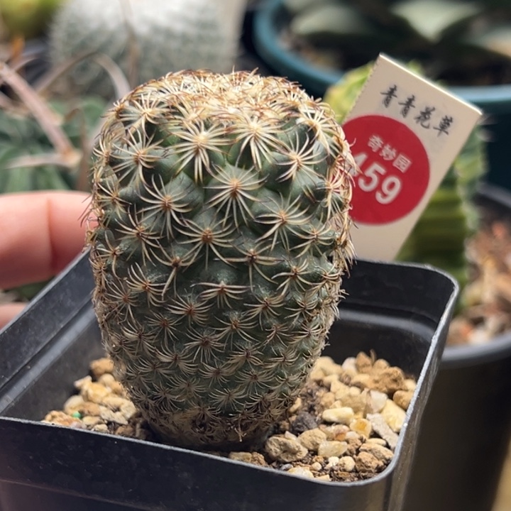 伊莎贝拉娇丽实生4厘米