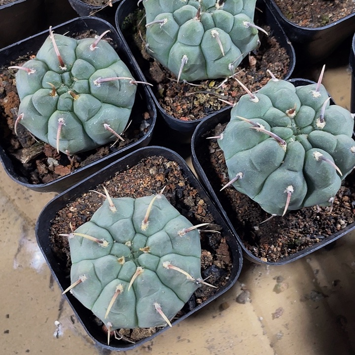 一本刺仙人球带盆盆土发