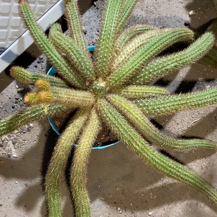 兰***花仙人球橙仙子一物一拍