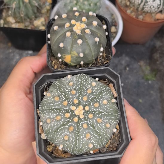 实生兜锦直径4.5+雪花兜直径6带盆土