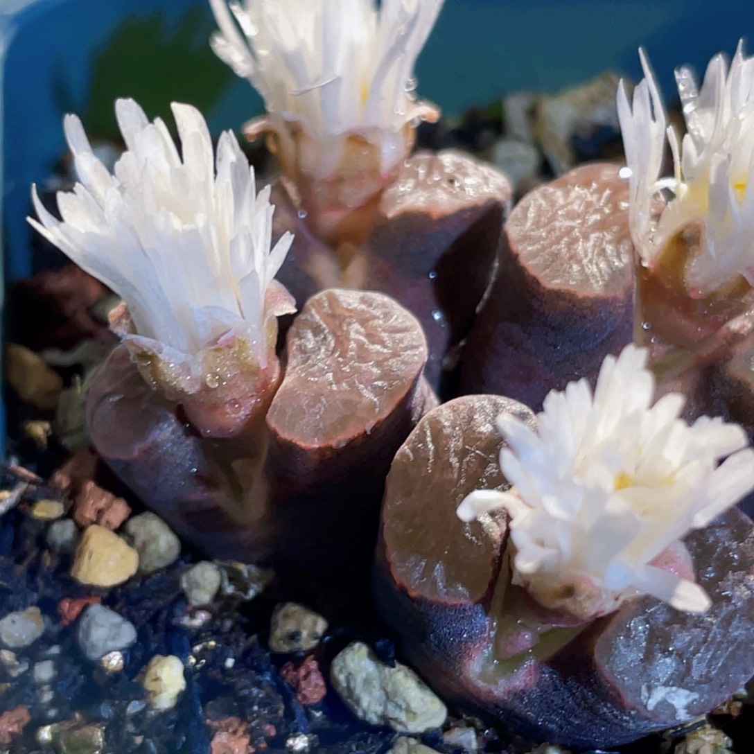 磁铁植物一物一拍