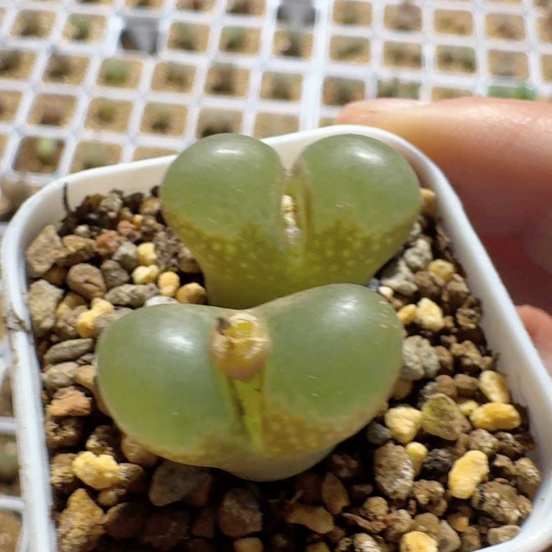 带盆土发货............