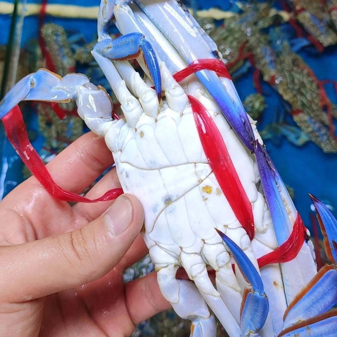 【保鲜不保活】刚牺牲海蟹 3斤装 一斤称2个左右 5两左右一只