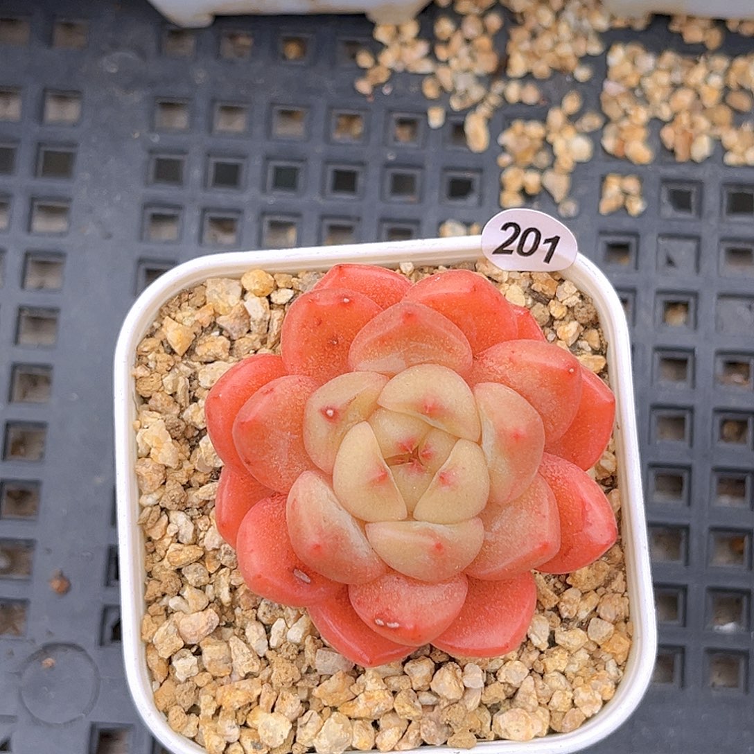 201  新品珍妮满18包邮