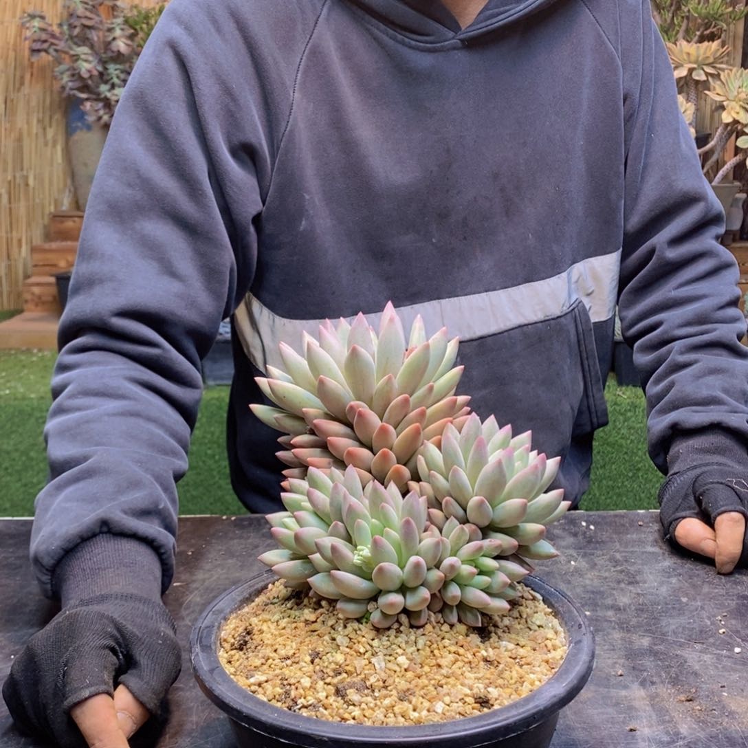 ⊹****꙳C163号红蜻蜓多肉