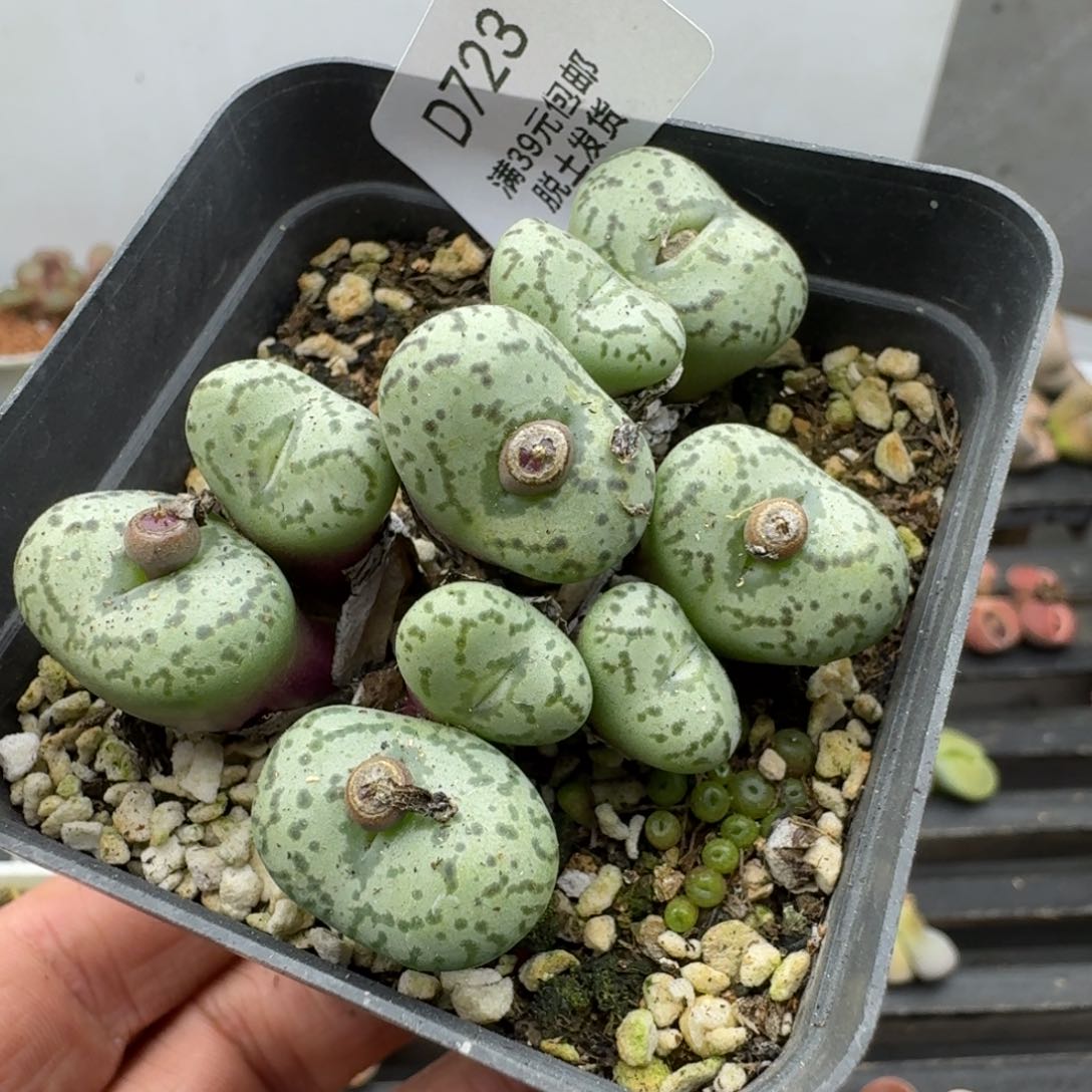 723多肉哈哈哈哈哈