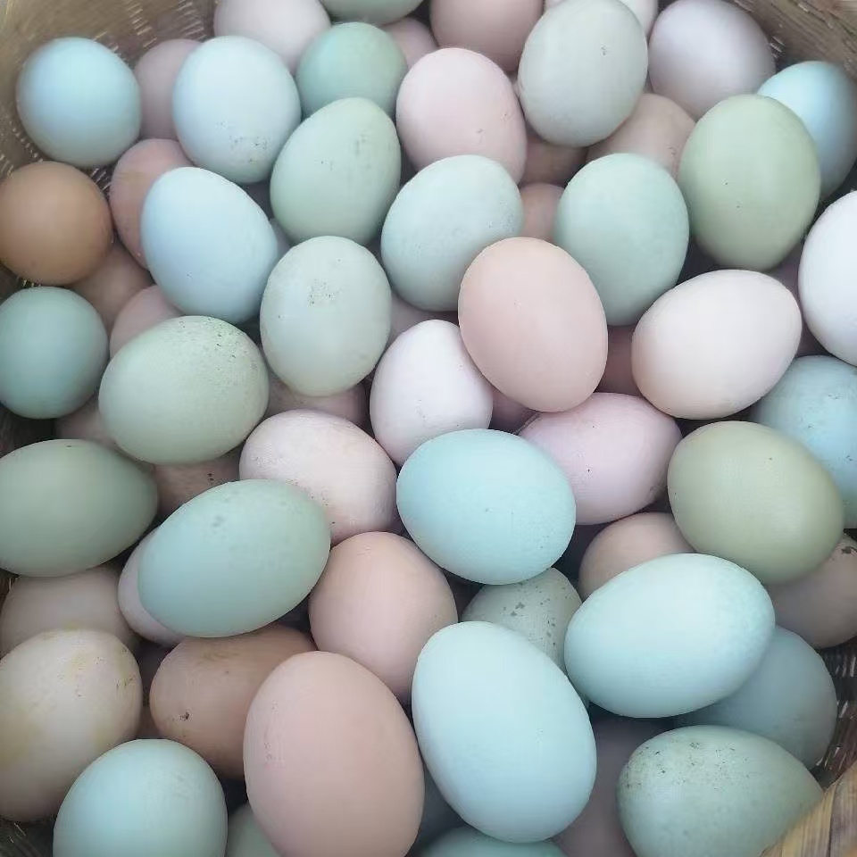 徽韵散养土鸡蛋25枚乌鸡蛋+25枚土鸡蛋（50枚）