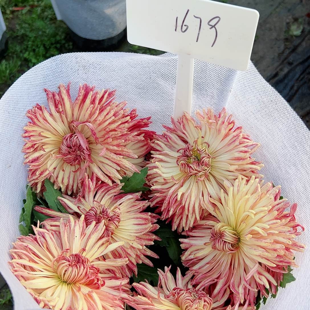 完全开放彩色1679