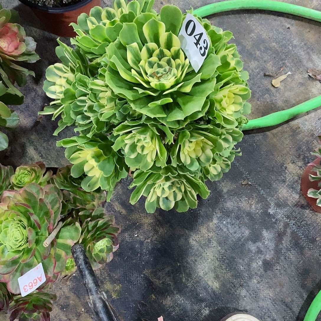 辛尼亚043多肉法师植物