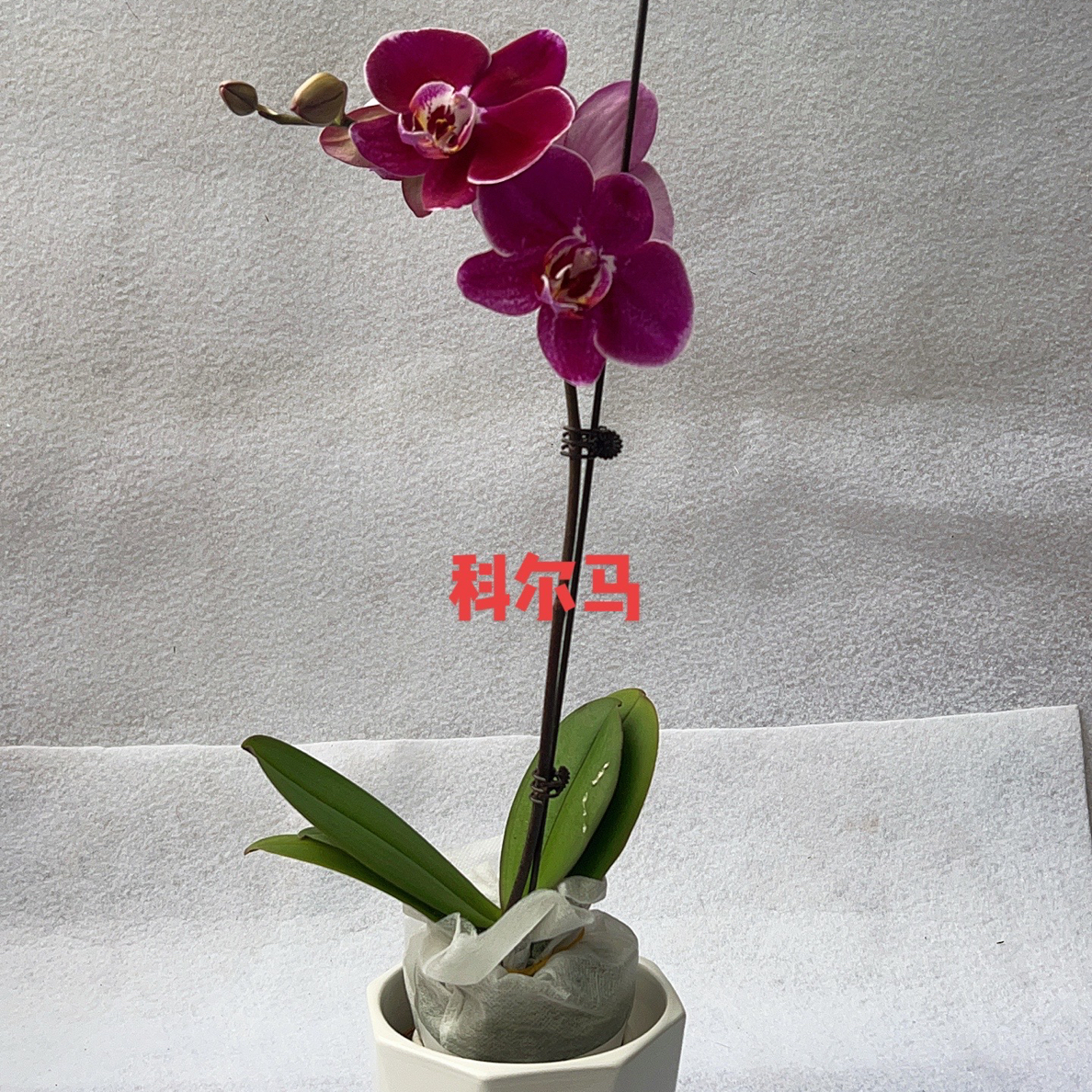 渟叙【特价科尔马】3.0寸 带花全花发货 花卉阳台植物清新无售后