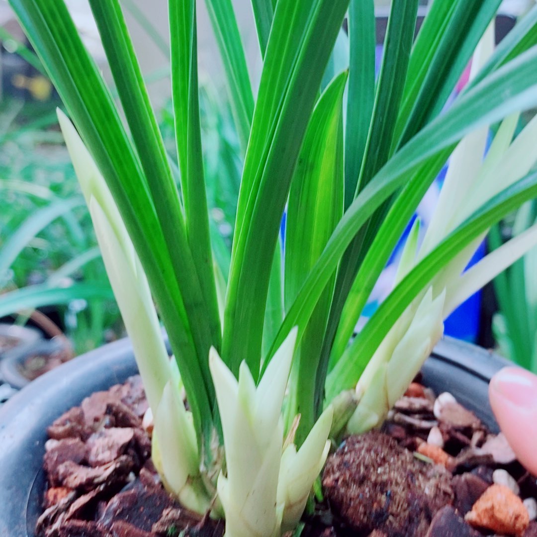 当前无花栽培后可以开花