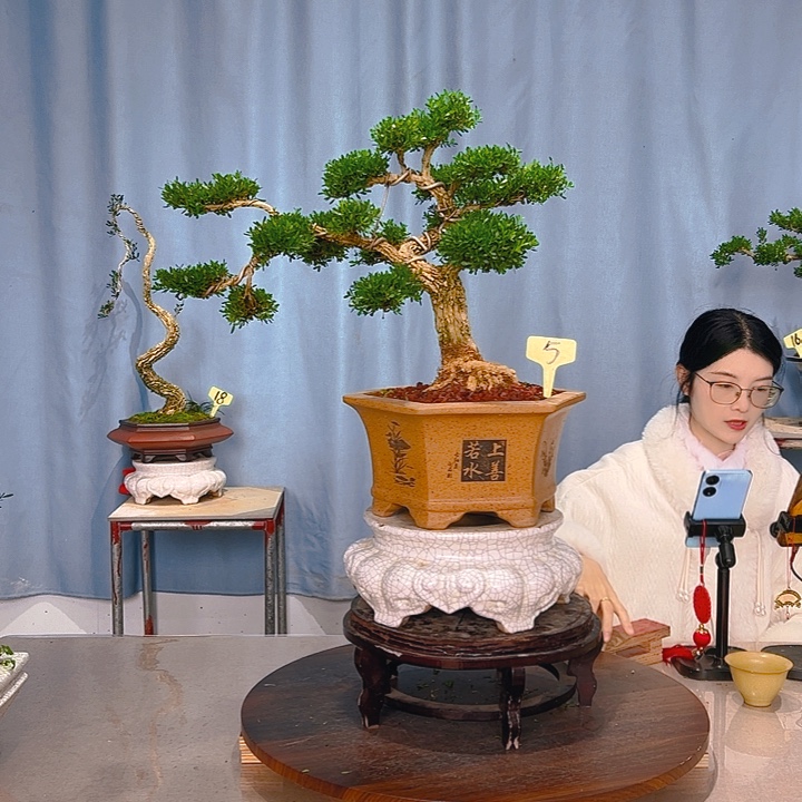 无花朵广东皱皮雀舌黄杨