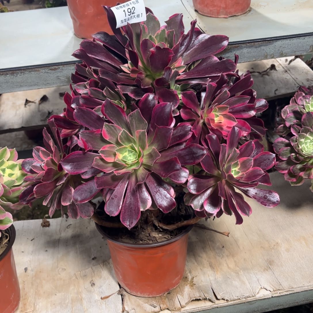 192金丝雀多肉植物法师