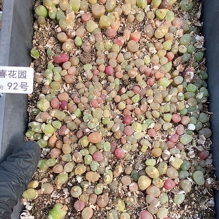 桃喜花园0203-92毛福利