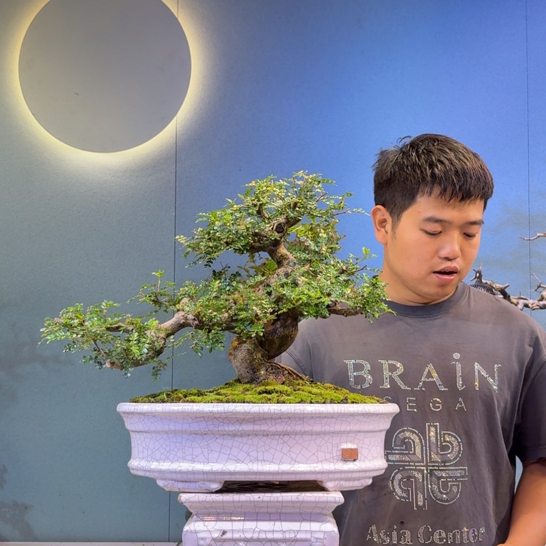 春***煦无花朵红花紫薇一物一拍