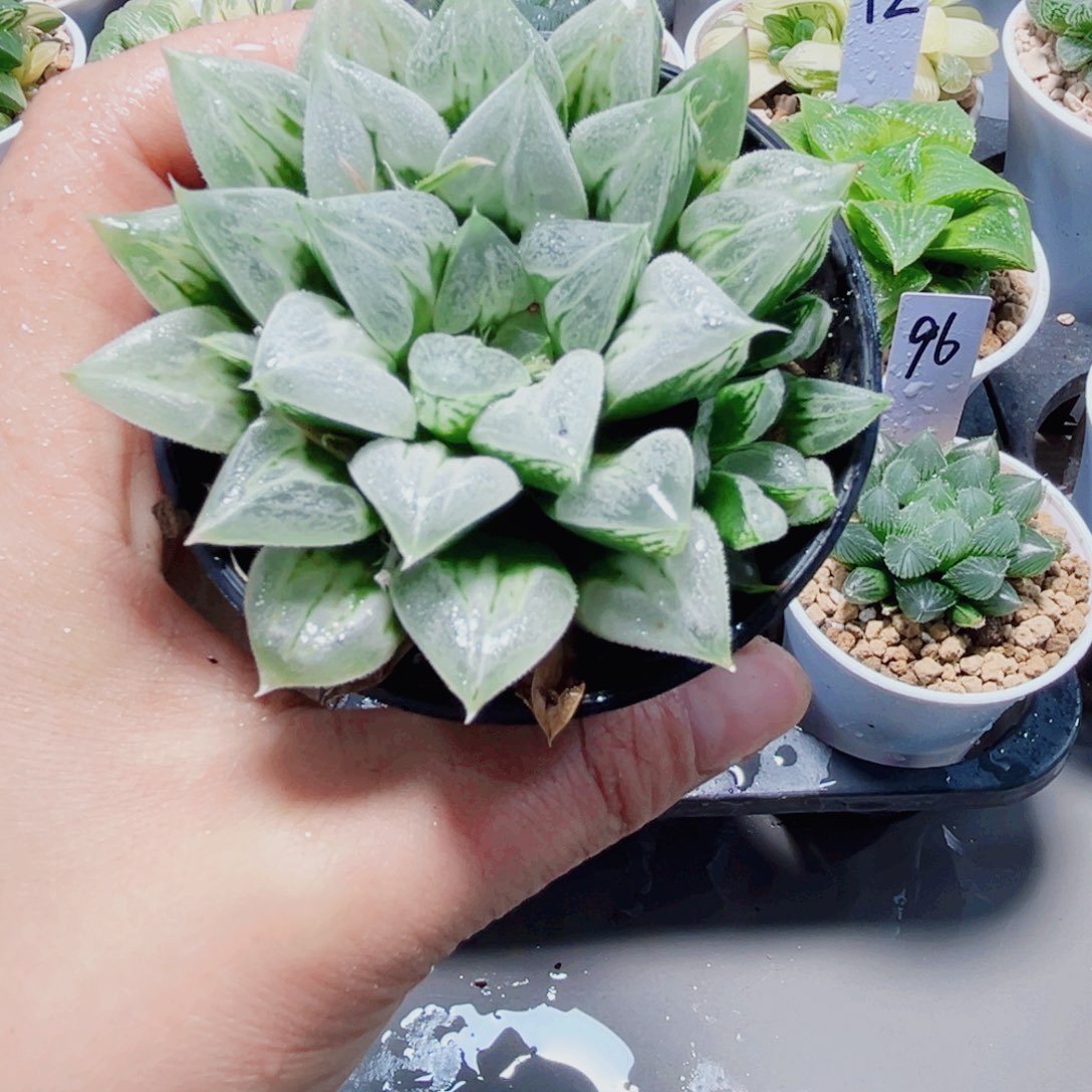 爱心寿多肉植物6666