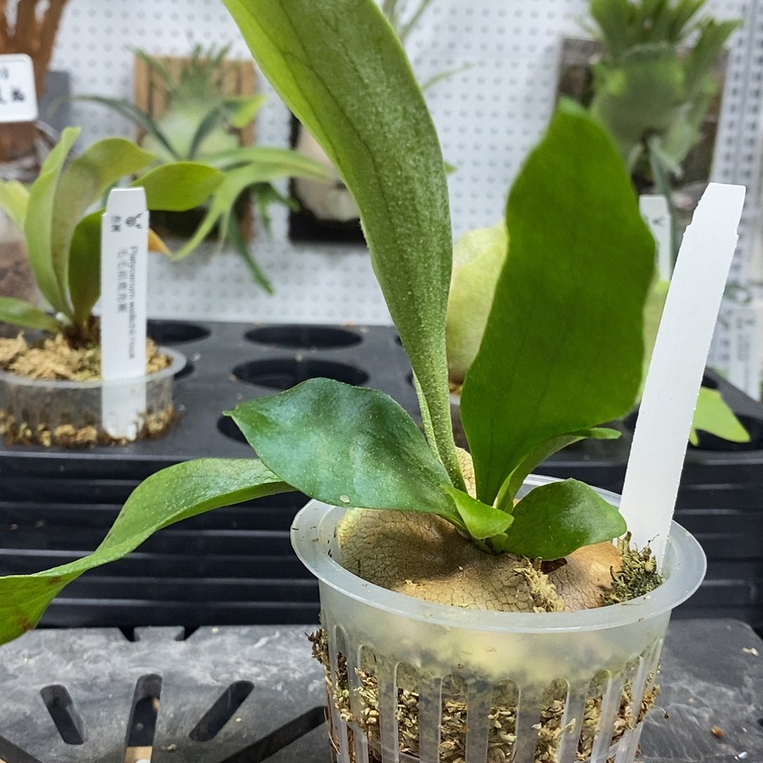 无花朵雷电鹿角蕨