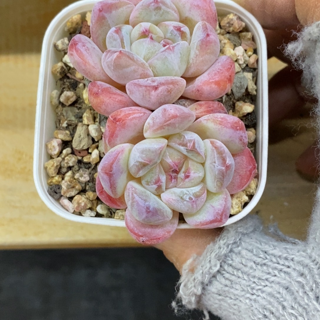 精品多肉一物一拍不包整331