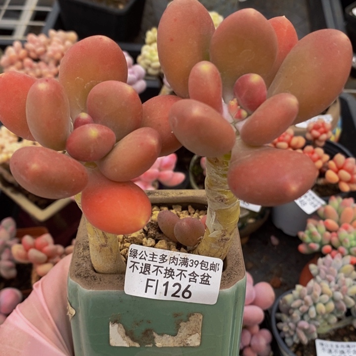 金蝉老桩126多肉植物