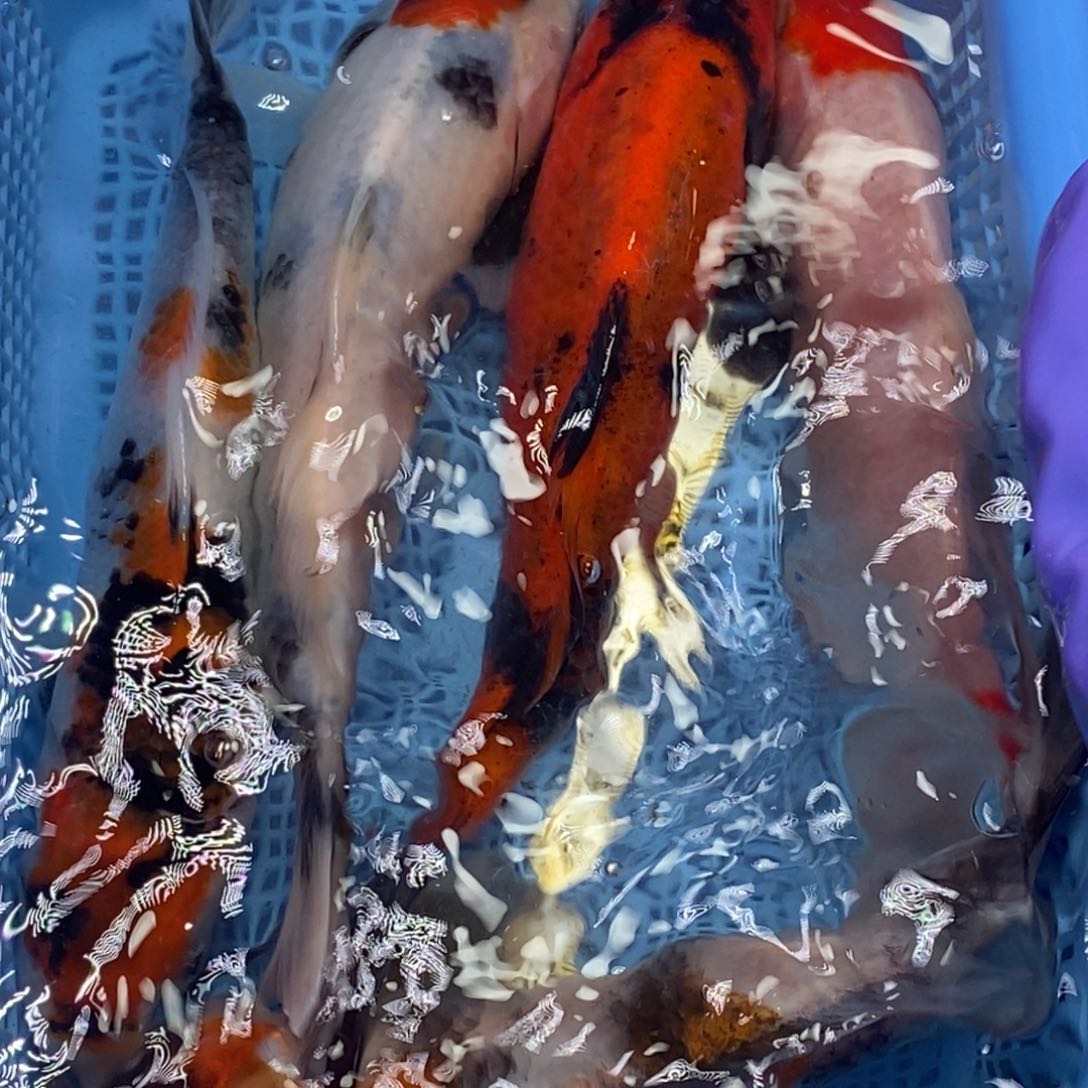 锦鲤冷水锦鲤包邮